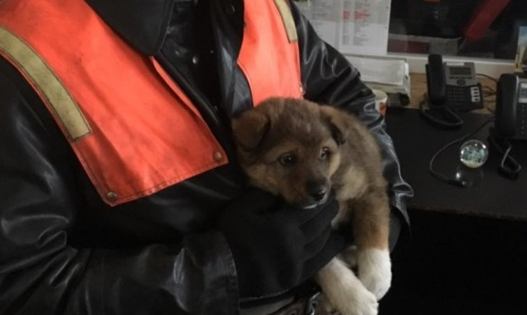 На Днепропетровщине сотрудники ГСЧС спасли щенка 