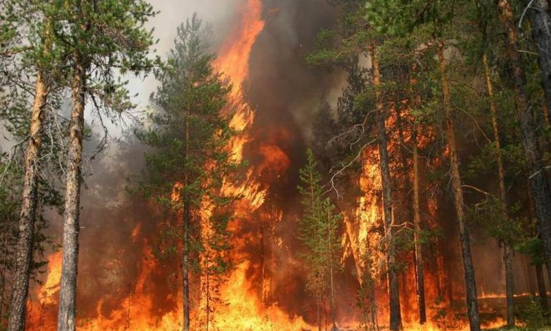 На Днепропетровщине горят леса 