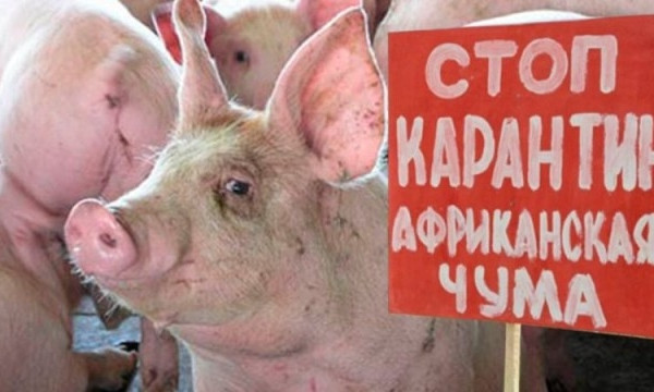 Беларусь ограничила ввоз свинины из Днепропетрощины 