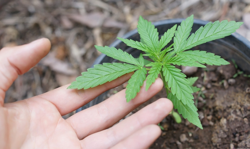 Парадоксы Днепра: на поле обнаружили марихуану в горшках