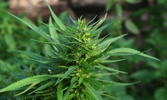 Житель Днепропетровщины выращивал марихуану 