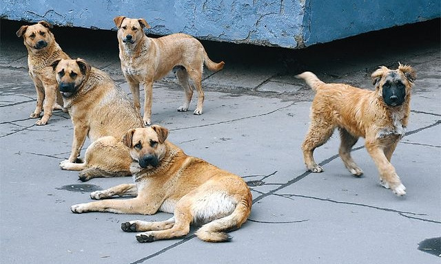 В Днепре хотят подсчитать бездомных собак 