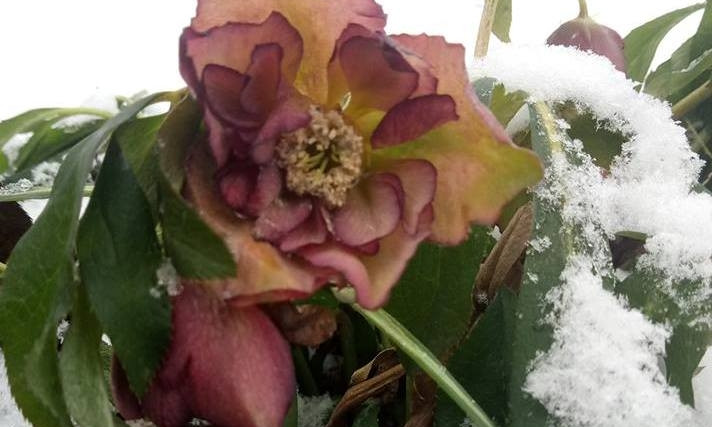 Зимнее чудо: на Днепропетровщине в сугробах расцвели цветы 