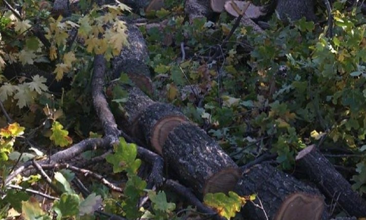 На Днепропетровщине "черные лесорубы" срубили дубы 