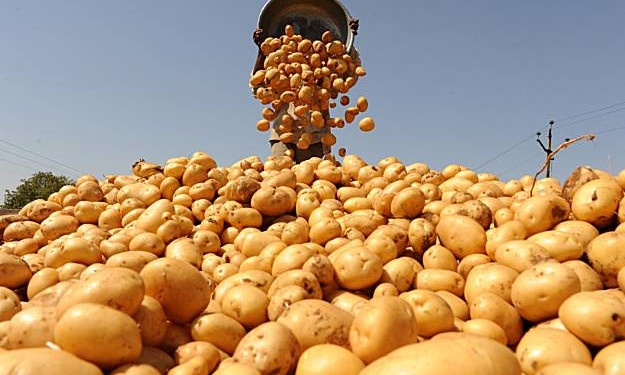 На Днепропетровщине собрали более полутысячи тонн картофеля
