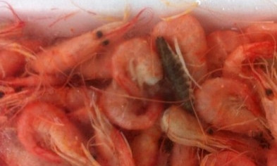 Новый деликатес Днепра: креветки с тараканами