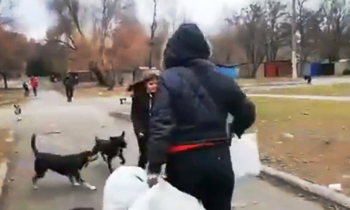 На Днепропетровщине стаи собак атакуют школьников