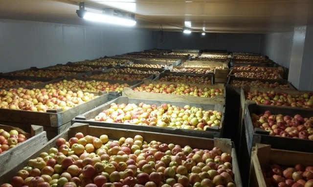 На Днепропетровщине построят супер-холодильник для яблок