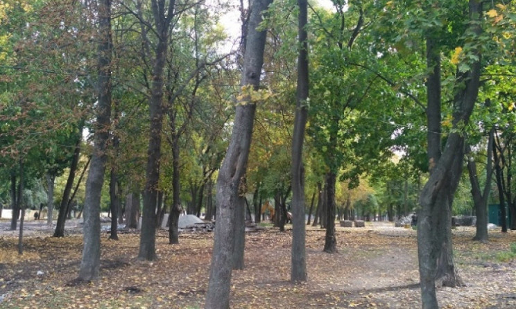 В одном из парков Днепра вырубят полсотни деревьев