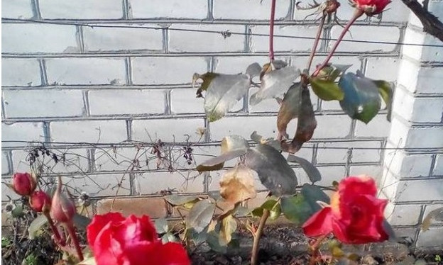Аномальная зима в Днепре: у горожан цветут розы 