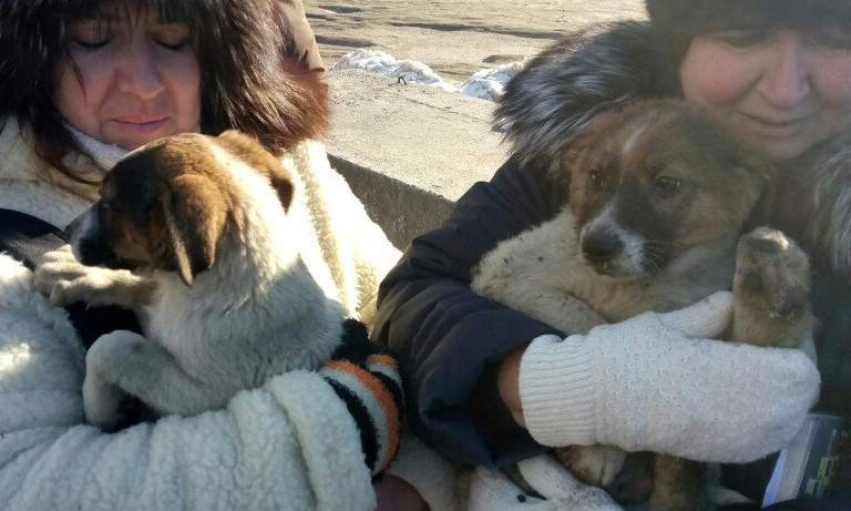 Спасатели в Днепре спасли щенков 