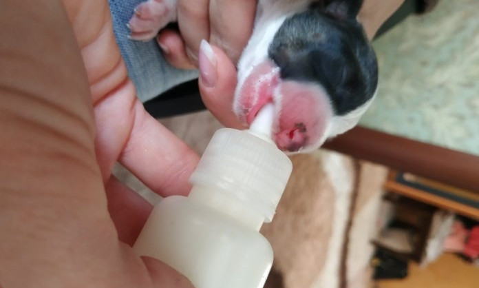 На Днепропетровщине новорожденных щенков выбросили в завязанном пакете