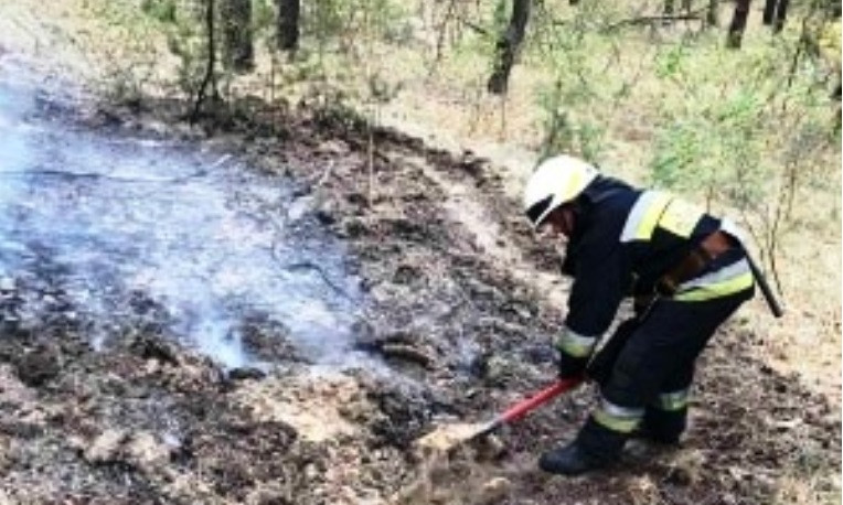 Пожар в Днепре: сотрудники ГСЧС тушили лес