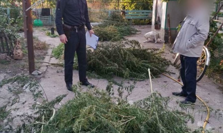 У жителя Днепропетровщины нашли 70 кустов марихуаны 
