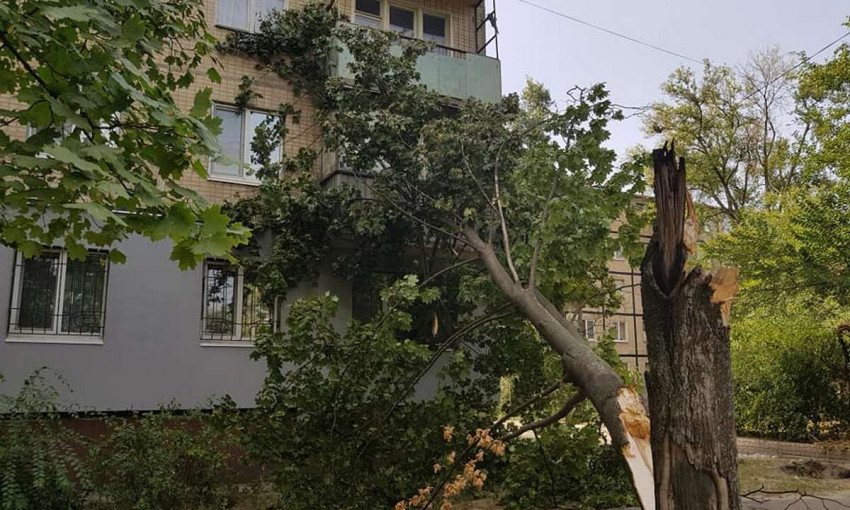 Древопад в Днепре: в городе падают аварийные деревья 