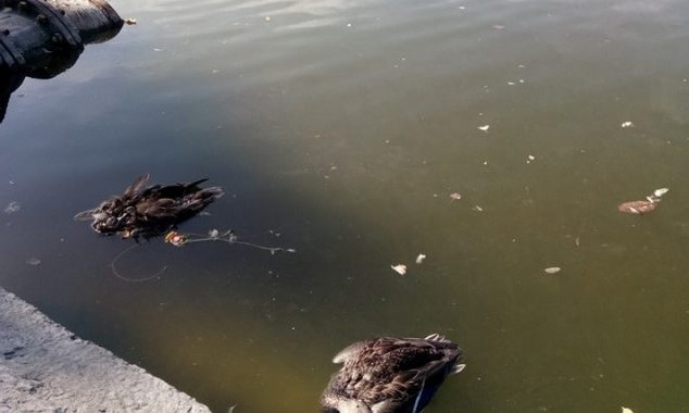 В озере парка Глобы гибнут утки 