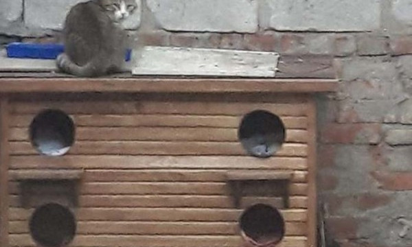 В Днепре смастерили двухэтажный домик для котов (ФОТО)