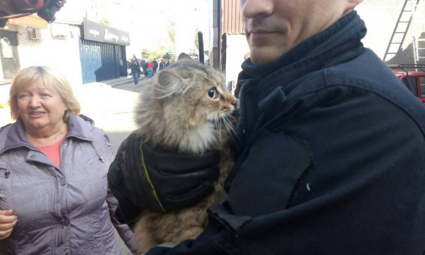 В Днепре сотрудники ГСЧС спасли кота 