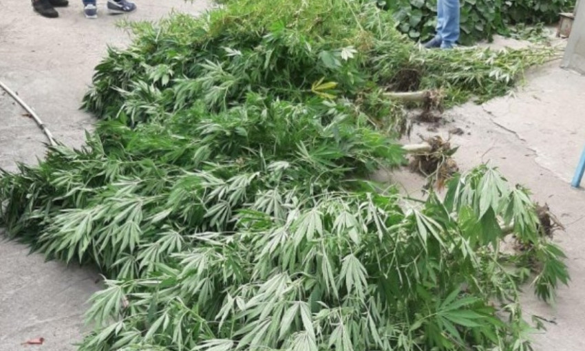 На Днепропетровщине полиция обнаружила плантацию марихуаны 