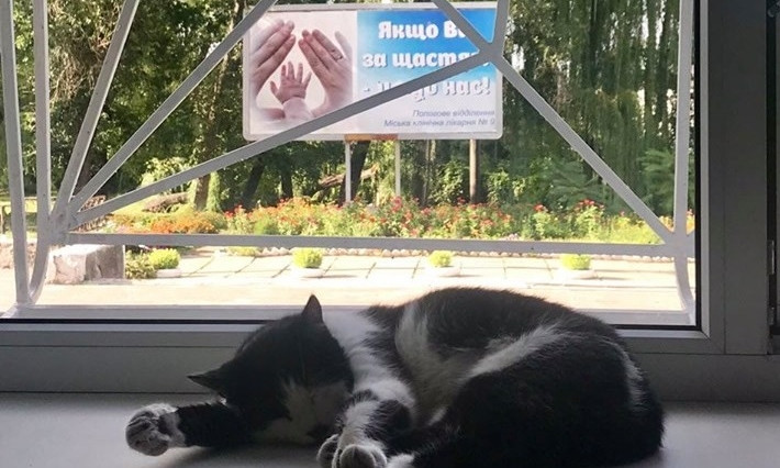 Мяукающий Днепр: кошку устроили на работу в роддом