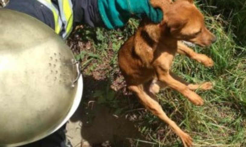 На Днепропетровщине сотрудники ГСЧС вытащили собаку из ямы