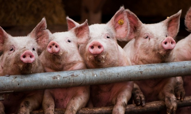 Из-за чумы свиней усилили контроль на рынках области