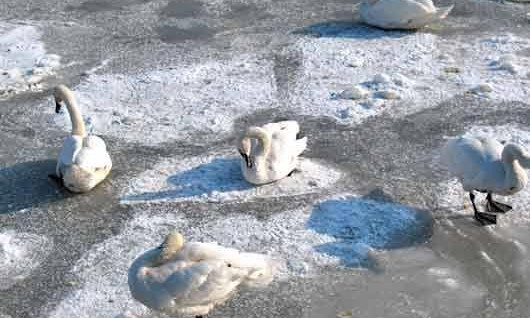 На Днепропетровщине замерзают птицы 