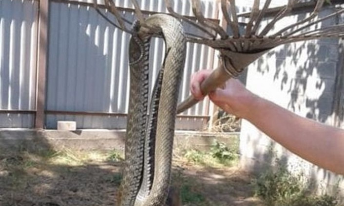 Под Днепром огромная змея заползла во двор дома 