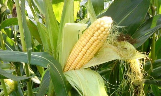 На Днепропетровщине погода способствует урожаю кукурузы 