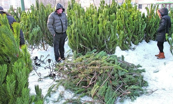 На Днепропетровщины снизился спрос на новогодние елки 