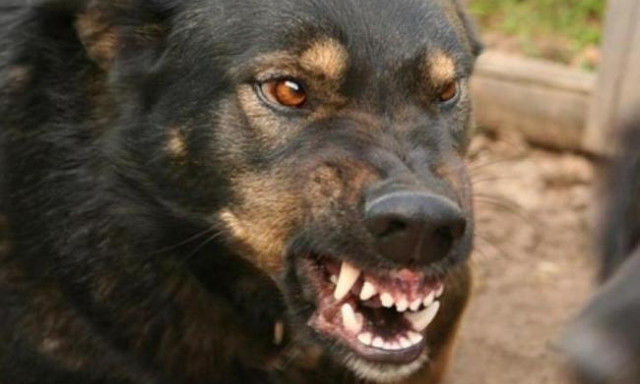 На Днепропетровщине массово стерилизуют собак 