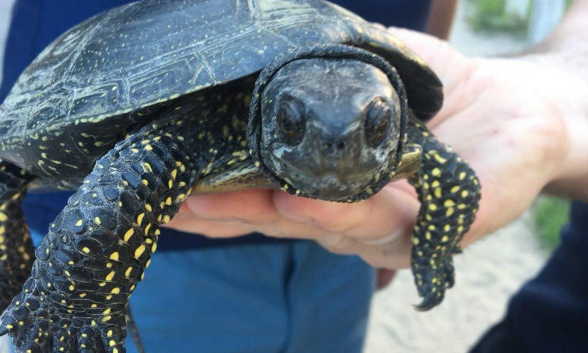 Вышла на прогулку: в Днепре полиция и горожане спасали черепаху 