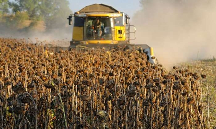 На Днепропетровщине аграрии собирают подсолнечник и зернобобовые культуры