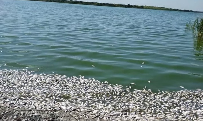 На Днепропетровщине расследуются причины массового мора рыбы