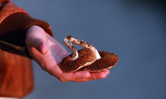 "Тихая охота" на Днепропетровщине: как уберечься от отравления грибами?