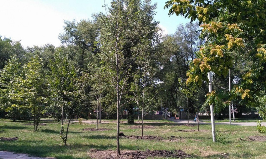 Озеленение в Днепре: в парке Глобы посадили деревья 