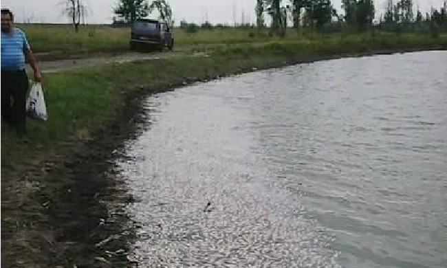 На Днепропетровщине массово гибнет рыба 