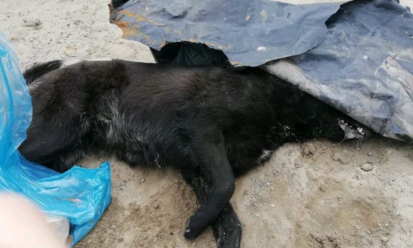 На Днепропетровщине массово травят бездомных собак