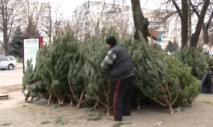 На Днепропетровщине старые елки будут использовать для содержания животных