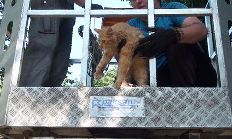 На Днепропетровщине кота снимали с дерева при помощи 28-метровой вышки