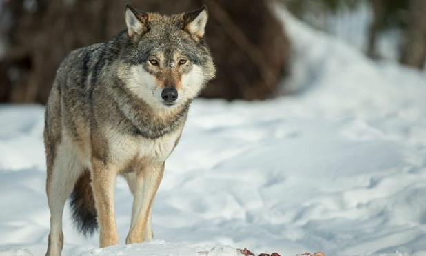 На Днепропетровщине массово отстреливают волков 