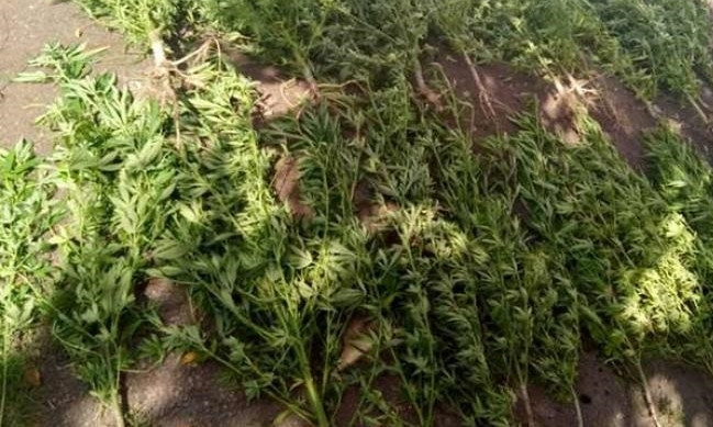 Житель Днепропетровщины выращивал наркотики на огороде 