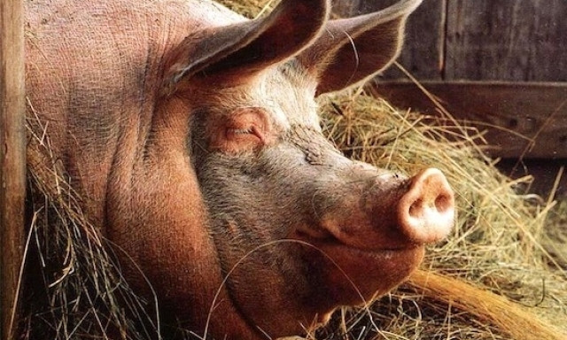На Днепропетровщине уничтожили 500 свиней 
