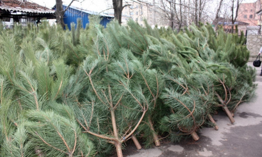 На Днепропетровщине упал спрос на елки