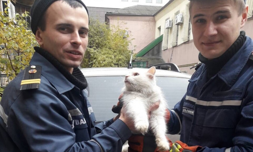 В Днепре сотрудники МЧС спасли кошку 