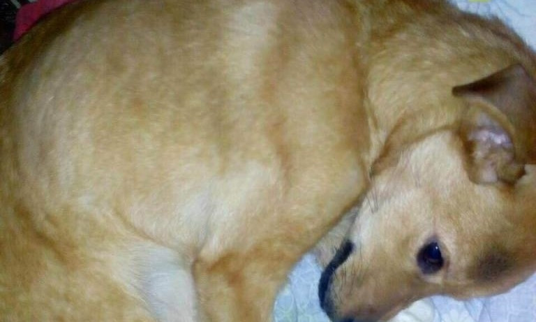 Волонтеры Днепра в шоке: у собаки мумифицировалась лапа 