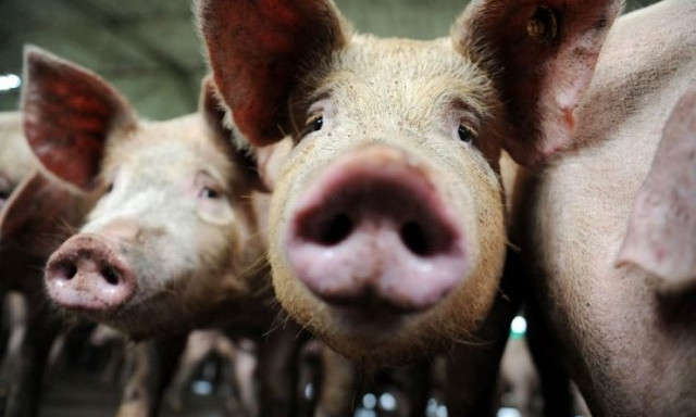 Можно ли покупать свинину в Днепре?