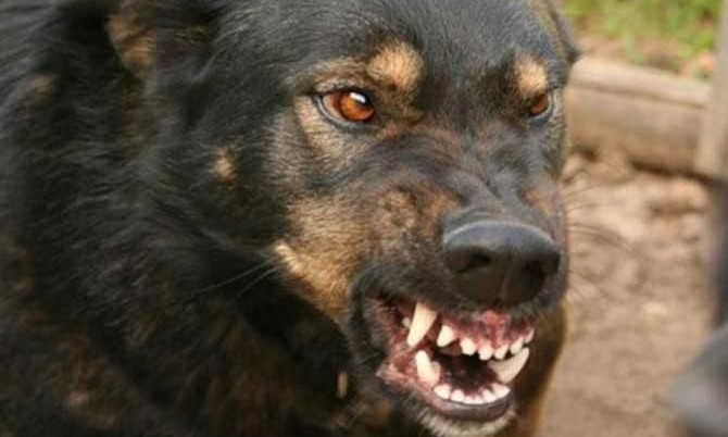 ЧП на Днепропетровщине: собака покусала девочку 