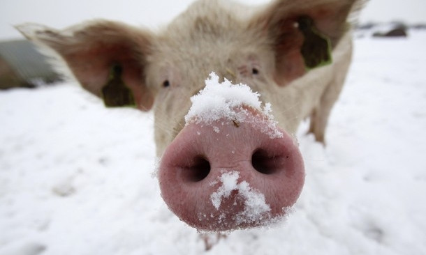 На Днепропетровщине грузовик со свиньями застрял в снегу 