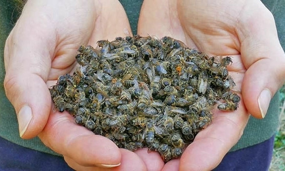 Пчеловоды бьют тревогу: в регионе гибнут пчелы 